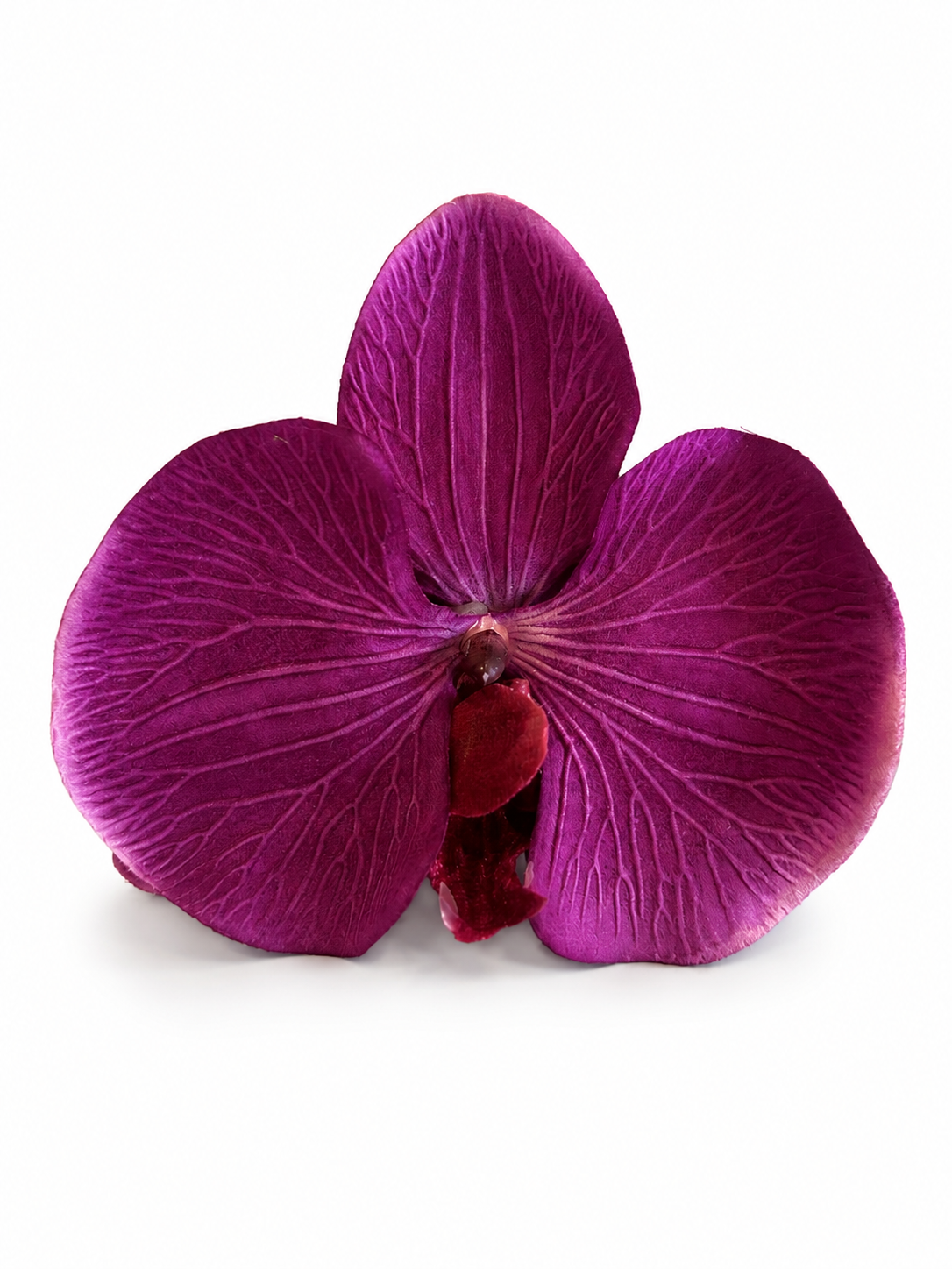 Vibrant Pink Orchid Claw Clip
